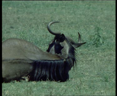 Wildebeest giving birth, lying down. Calf emerging