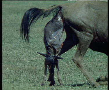 Wildebeest giving birth, calf projecting from birth canal