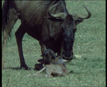 Wildebeest giving birth, lying down. Stands up and licks calf. Calf tries to stand