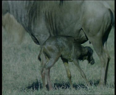 Newborn Wildebeest calf, standing on wobbly legs beside female. Falls over.