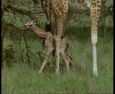 First steps newborn Rothschild's Giraffe standing on shaky legs, female tending it.