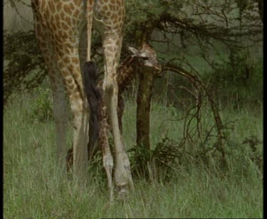 First steps newborn Rothschild's Giraffe standing on shaky legs, female tending it.