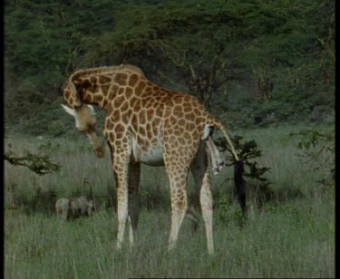 Rothschild's Giraffe about to give birth. Legs emerging.