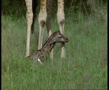 Newborn Rothschild's Giraffe lying in grass beside legs of female.