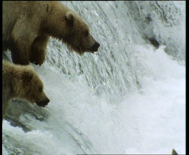 Waiting at waterfall for salmon run. Salmon takes a jump. Bear tries to snap at it but is unsuccessful. Salmon does not make the rapid either