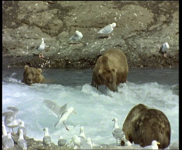 Bears fishing in rapids during salmon run. Seagulls waiting for leftovers.