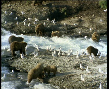 Bears fishing in rapids during salmon run. Seagulls waiting for leftovers.