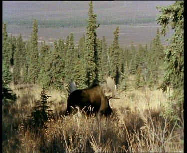 Moose rutting