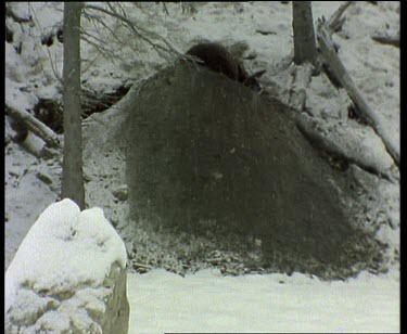 Bear in snow, digging out place to hibernate