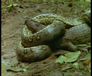 MCU CU anaconda coiled around young spectacled caiman