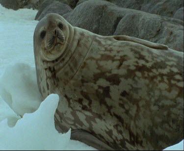 Weddell seal resting on back looks to camera.