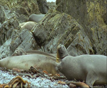Elephant seals resting,green rocks in background.