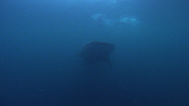 Whale Shark swimming slowly away from camera, tail fin waving slowly.