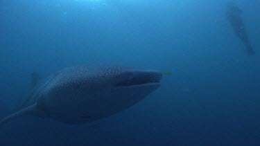Whale shark swimming past camera. Divers visible at top of frame for part of shot.