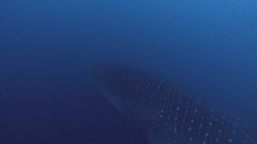 Dugongs grazing on seagrass on ocean floor