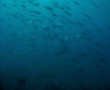 Whale shark swimming towards camera