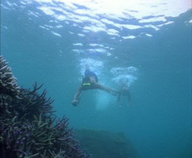 Dugong swimming