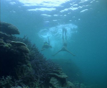 Dugong swimming
