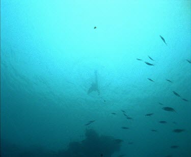 Dugong swimming away from camera.