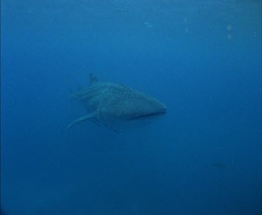 Dugong swimming