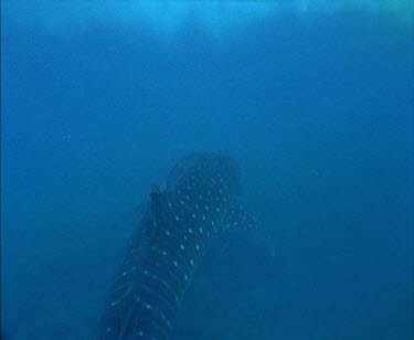 Dugong swimming