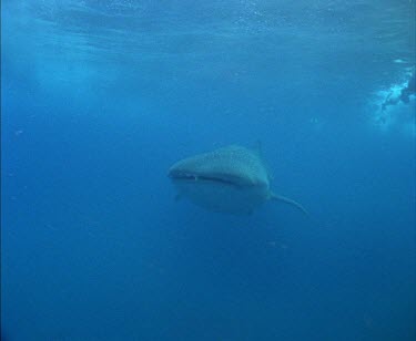 Dugong swimming over seagrass.