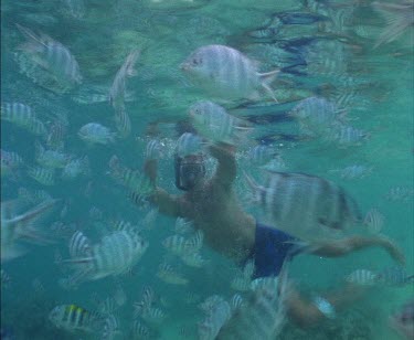 Dugong swimming over forest of seagrass