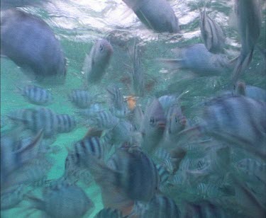 Dugong swimming over seagrass.
