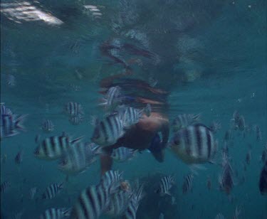 Whale Shark swimming with divers