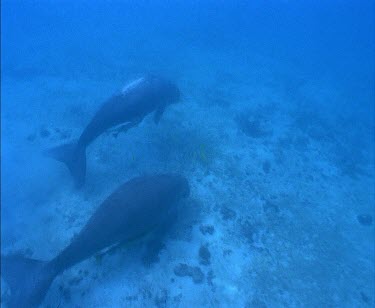 Whale Shark swimming with divers