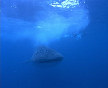 Whale Shark swimming with divers
