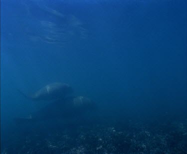 Whale Shark swimming with divers