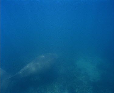 Whale Shark swimming