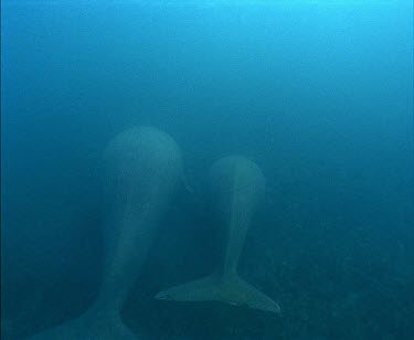 Whale Shark swimming