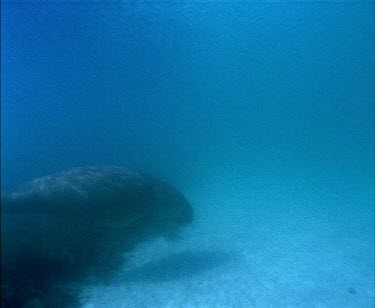 Whale Shark swimming