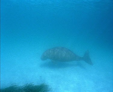 Whale Shark swimming
