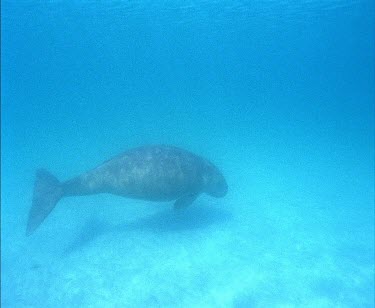 Whale Shark swimming
