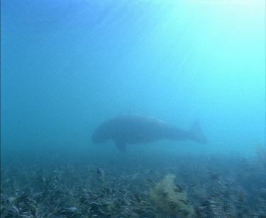 Whale Shark swimming
