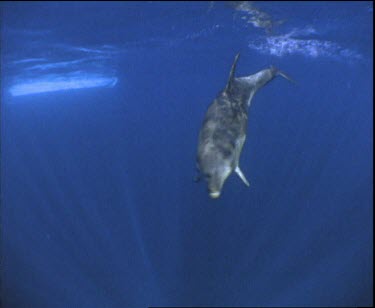 Whale Shark swimming