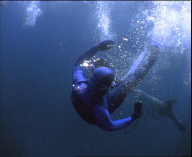 Whale Shark swimming with divers