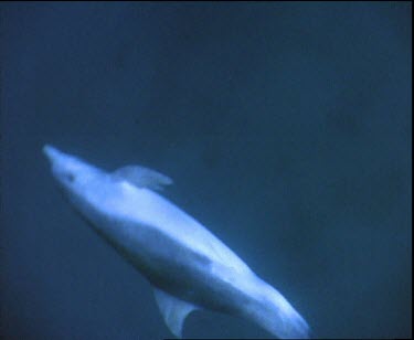 Whale Shark swimming