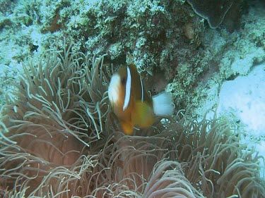 Type of anemonefish. Anemone fish.