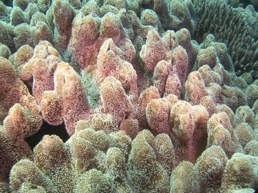 Coral Polyps Feeding
