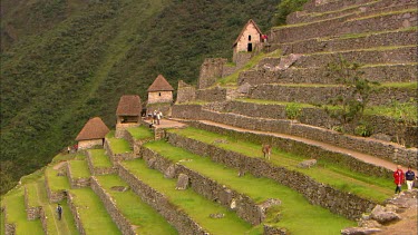 The terraced walls of Machu Picchu with a Llama grazing and several stone buildings