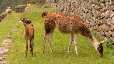 A dam or female llama and her cria or baby grazing on the terraced walls of Machu Picchu