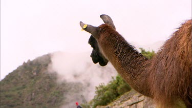 A llama with an ear tag grazing at Machu Picchu
