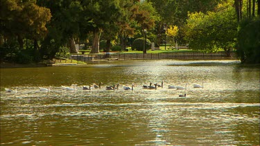 Ducks swimming in a pond in an inner city park