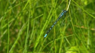 Close up of a dragonfly, sitting on a grass straw