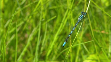 Close up of a dragonfly, sitting on a grass straw, flying away
