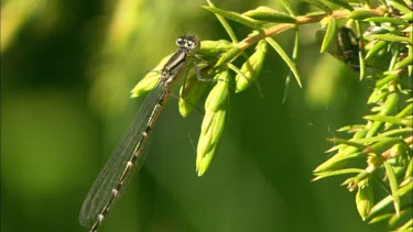 Close up of a dragonfly, sitting on a bush